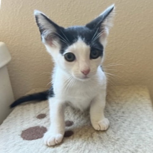 Pico