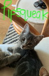 pipsqueak