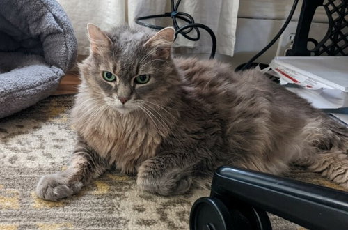 sophia