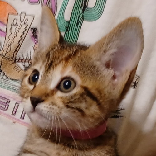 Piper