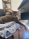 lucy