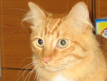 Cheeto
