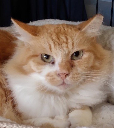 Creamsicle
