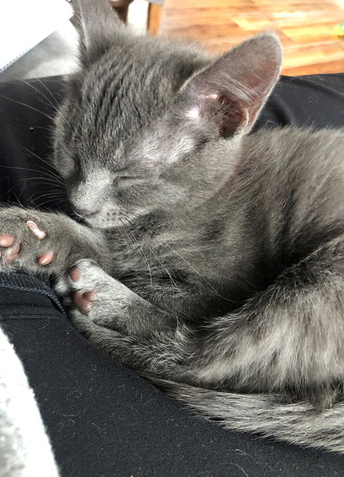 rosie