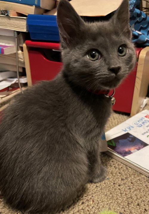 coco