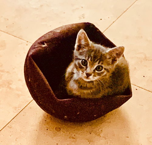 otis