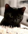 sofie