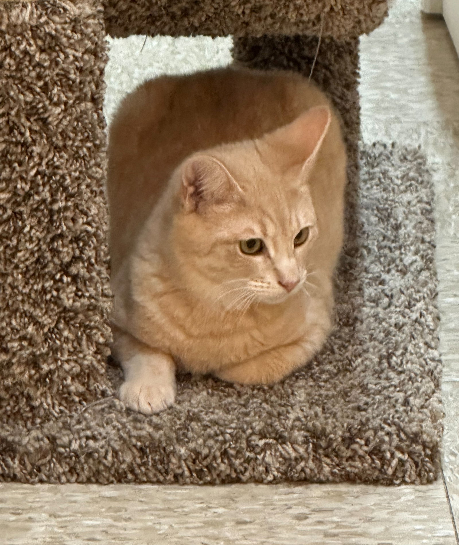 mikey 13th Street Cat Rescue San Jose, CA