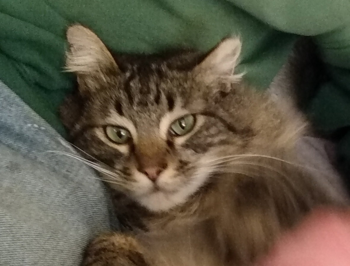 Willie 13th Street Cat Rescue San Jose, CA