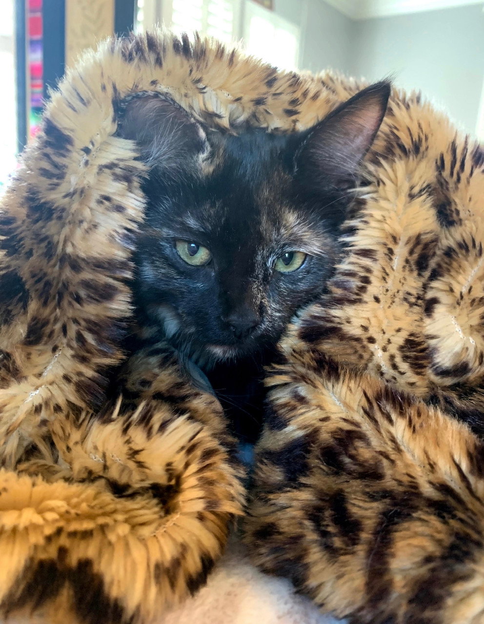 Coco | 13th Street Cat Rescue | San Jose, CA