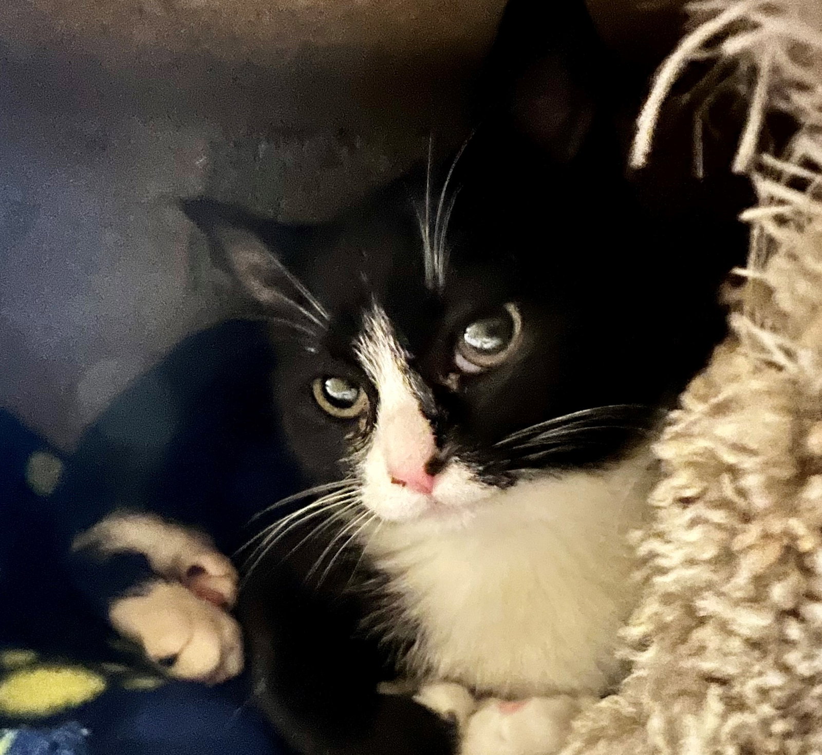 elvira 13th Street Cat Rescue San Jose, CA