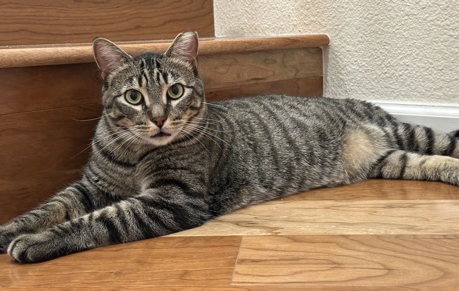 adoptable Cat in San Jose, CA named jules