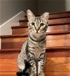 adoptable Cat in  named jules