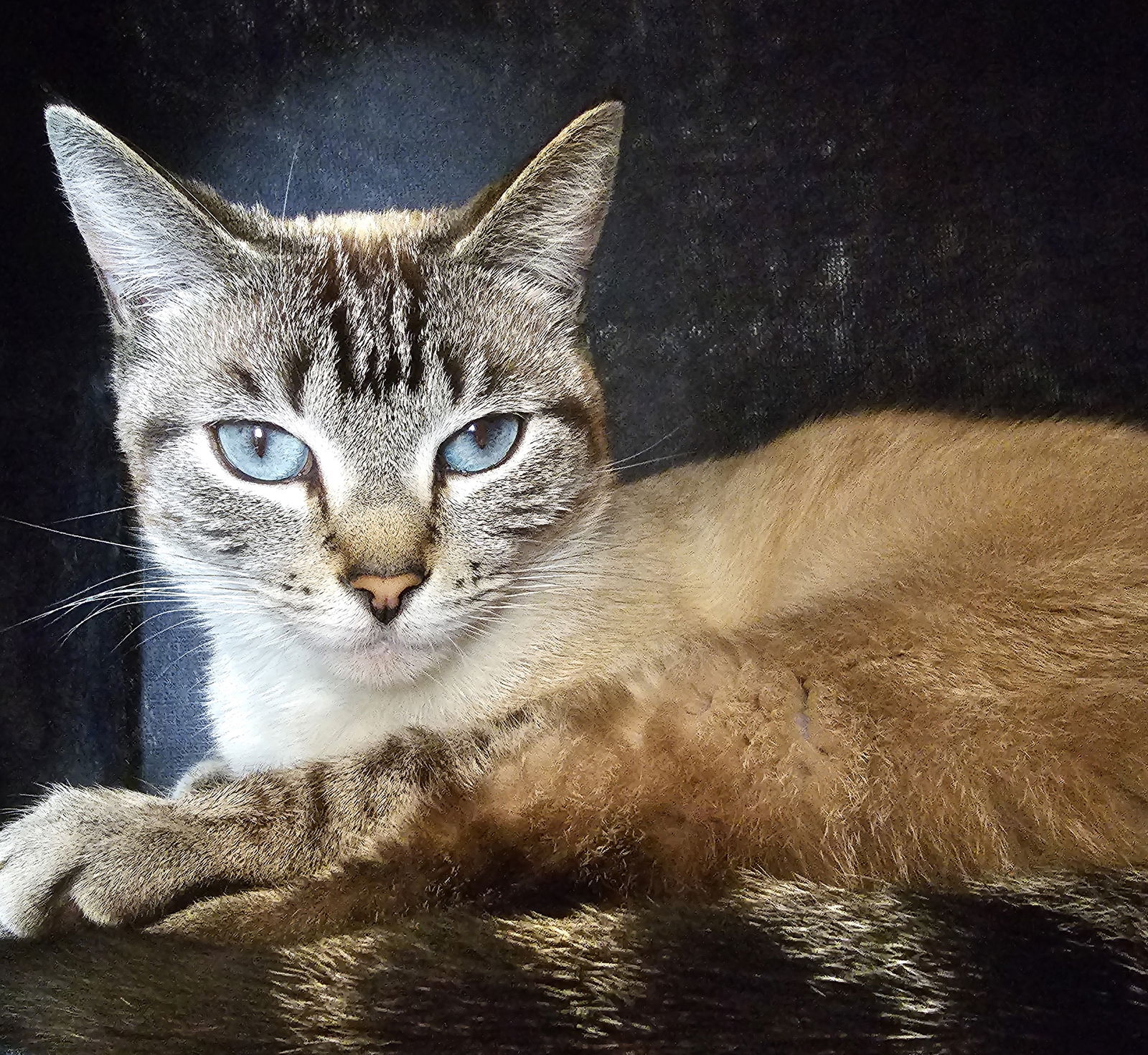 adoptable Cat in San Jose, CA named Munchies