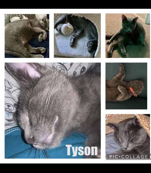 Tyson