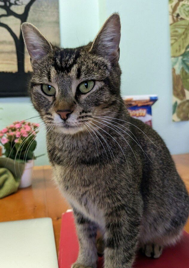 adoptable Cat in San Jose, CA named patches