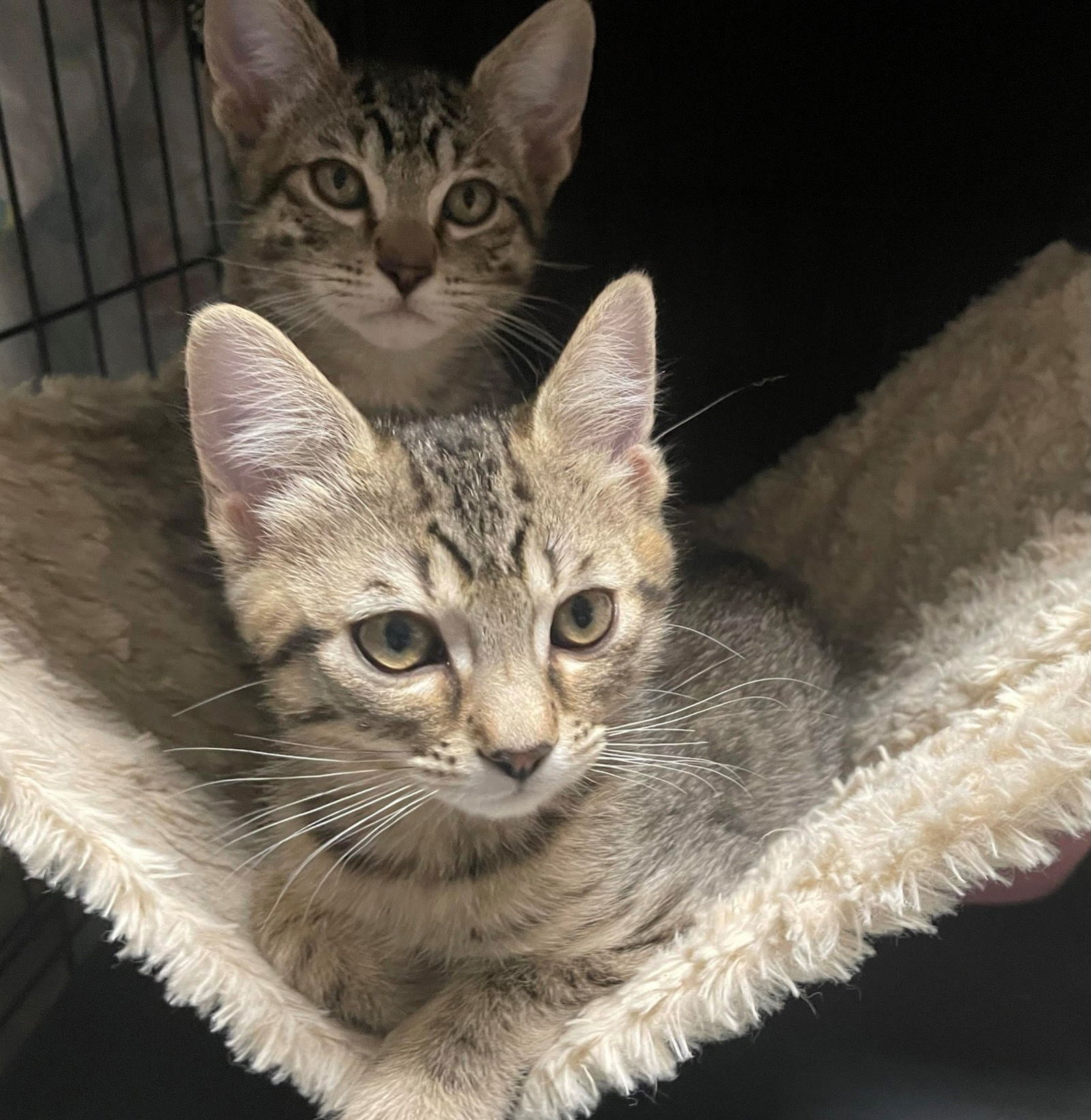 adoptable Cat in San Jose, CA named buttercup and  grouch