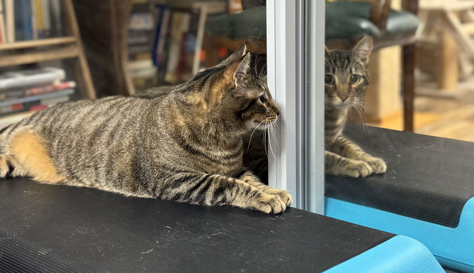 adoptable Cat in San Jose, CA named hercules