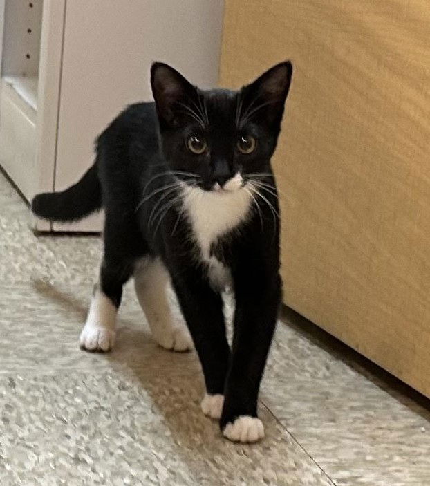 adoptable Cat in San Jose, CA named tux