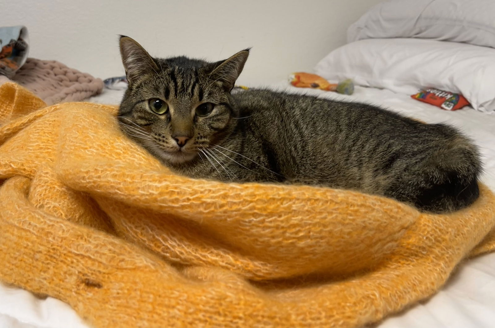 adoptable Cat in San Jose, CA named cubby