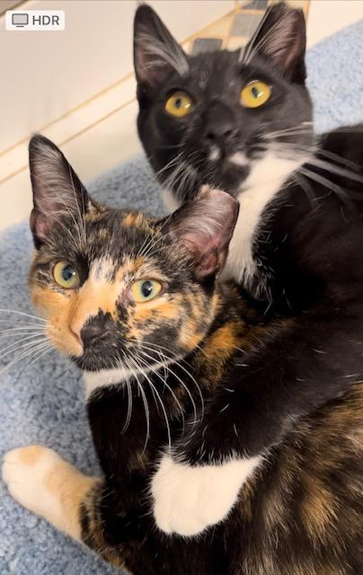 adoptable Cat in San Jose, CA named Clementine and Spatzie