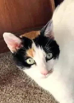Angel Pie - Calico
