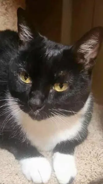 Raider - American Shorthair