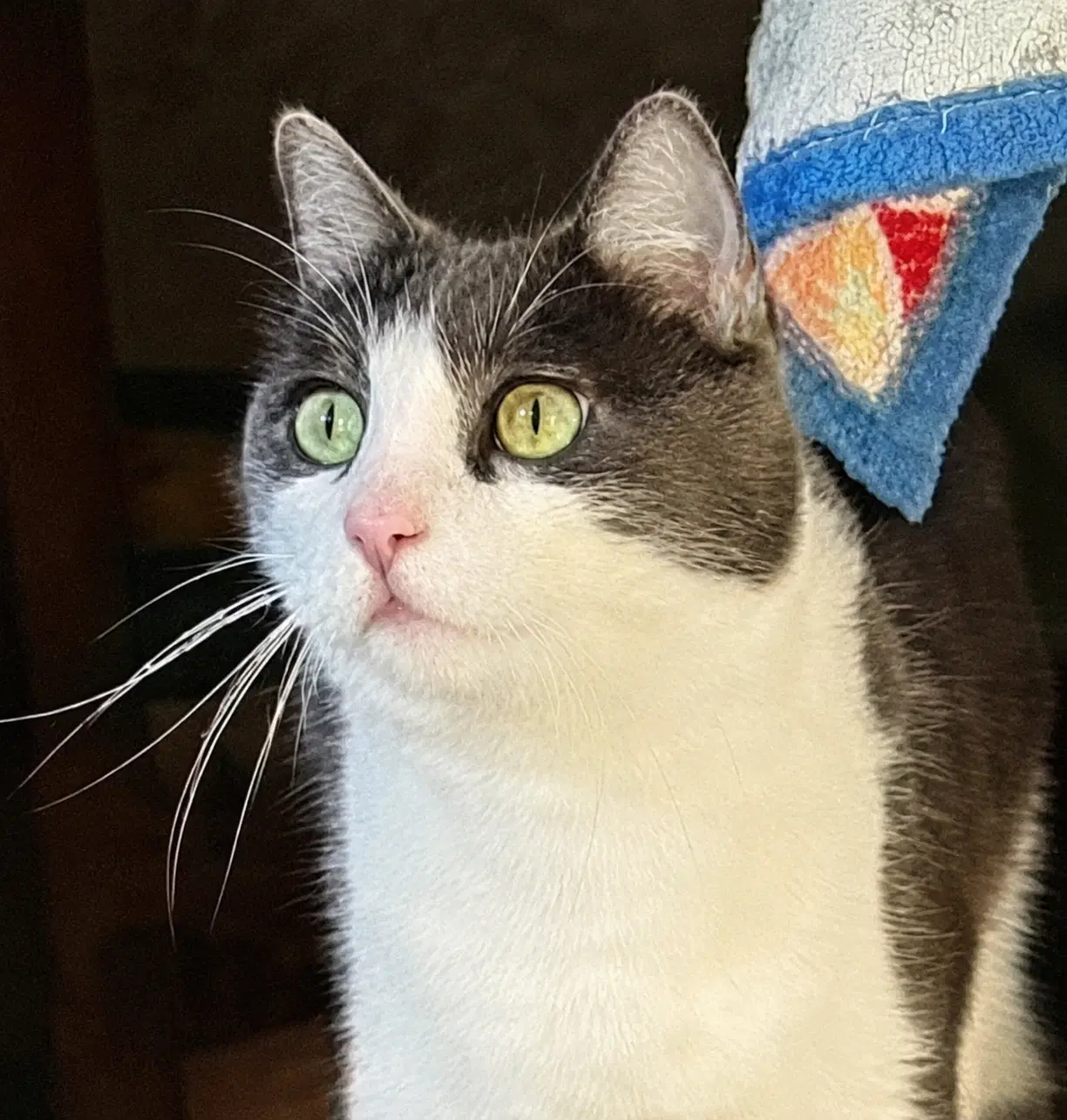 Stockton - American Shorthair