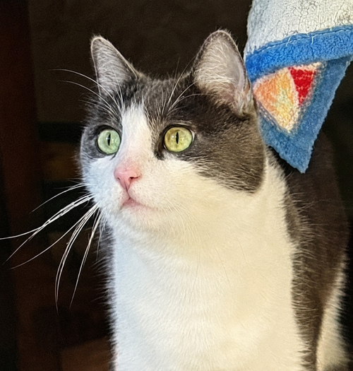Stockton, an adoptable American Shorthair in San Jose, CA