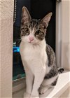 adoptable Cat in  named olivia aka lulu