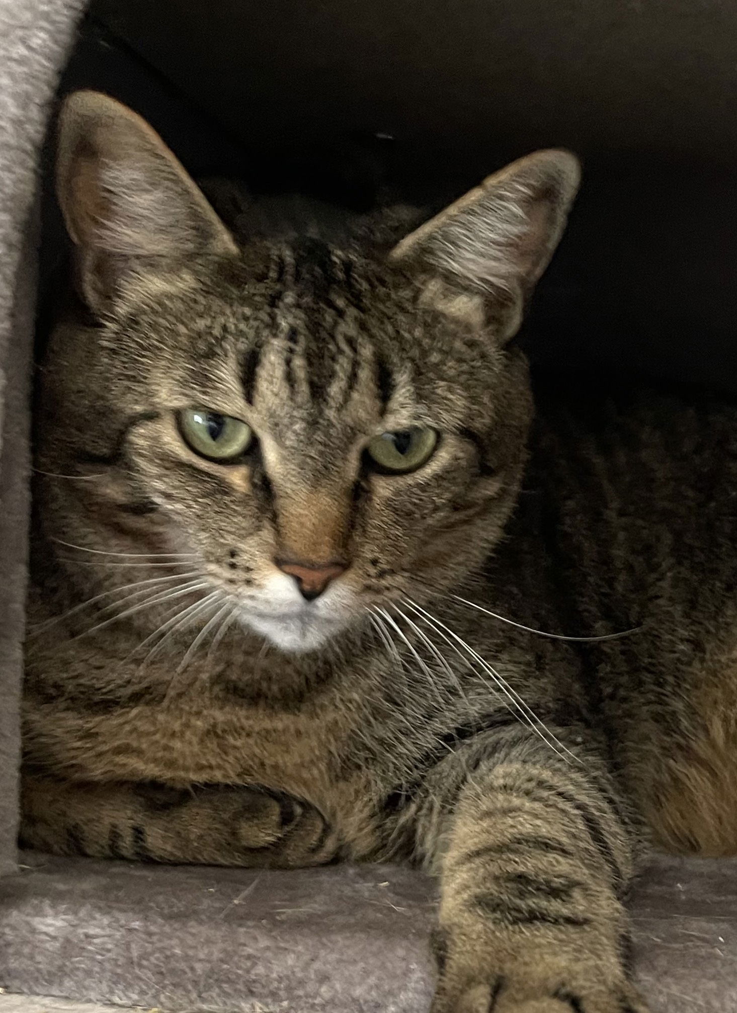 adoptable Cat in San Jose, CA named Boogie