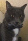 adoptable Cat in San Jose, CA named Phillip J Montgomery