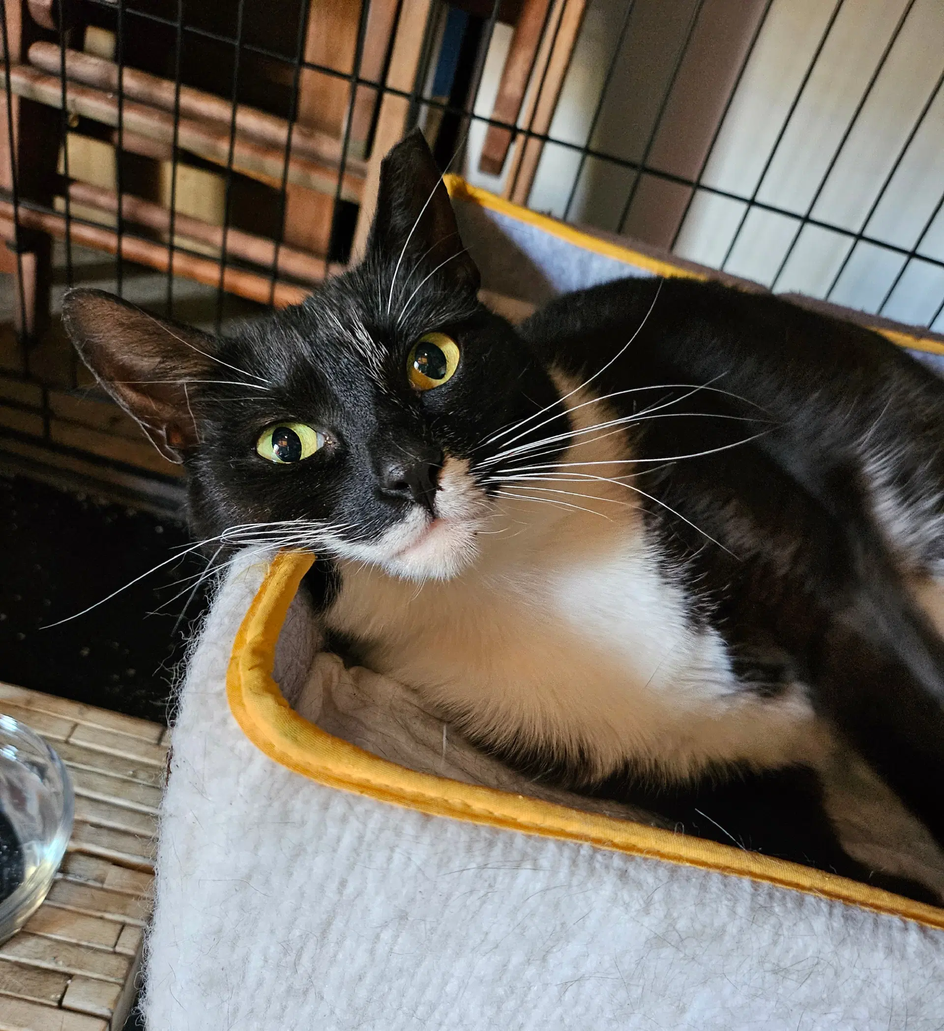 High Socks - Tuxedo