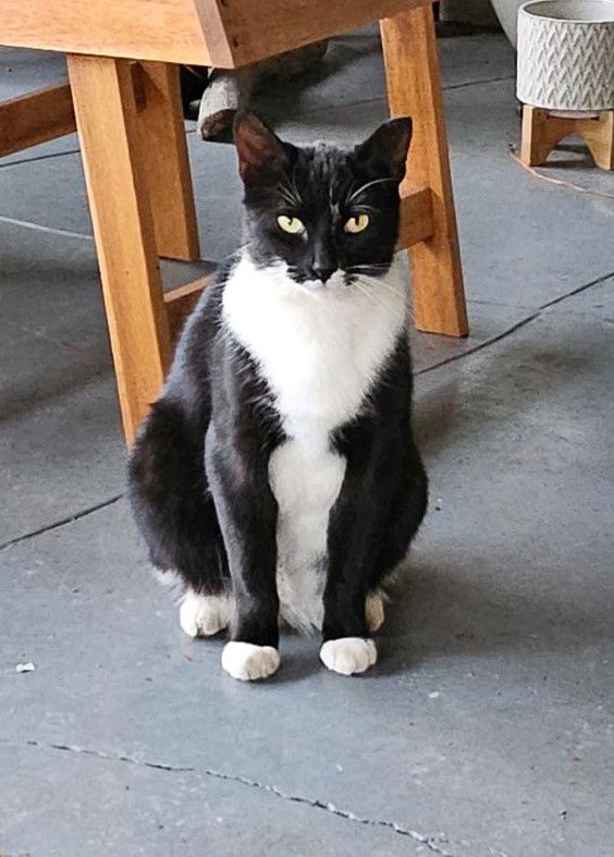 adoptable Cat in San Jose, CA named high socks