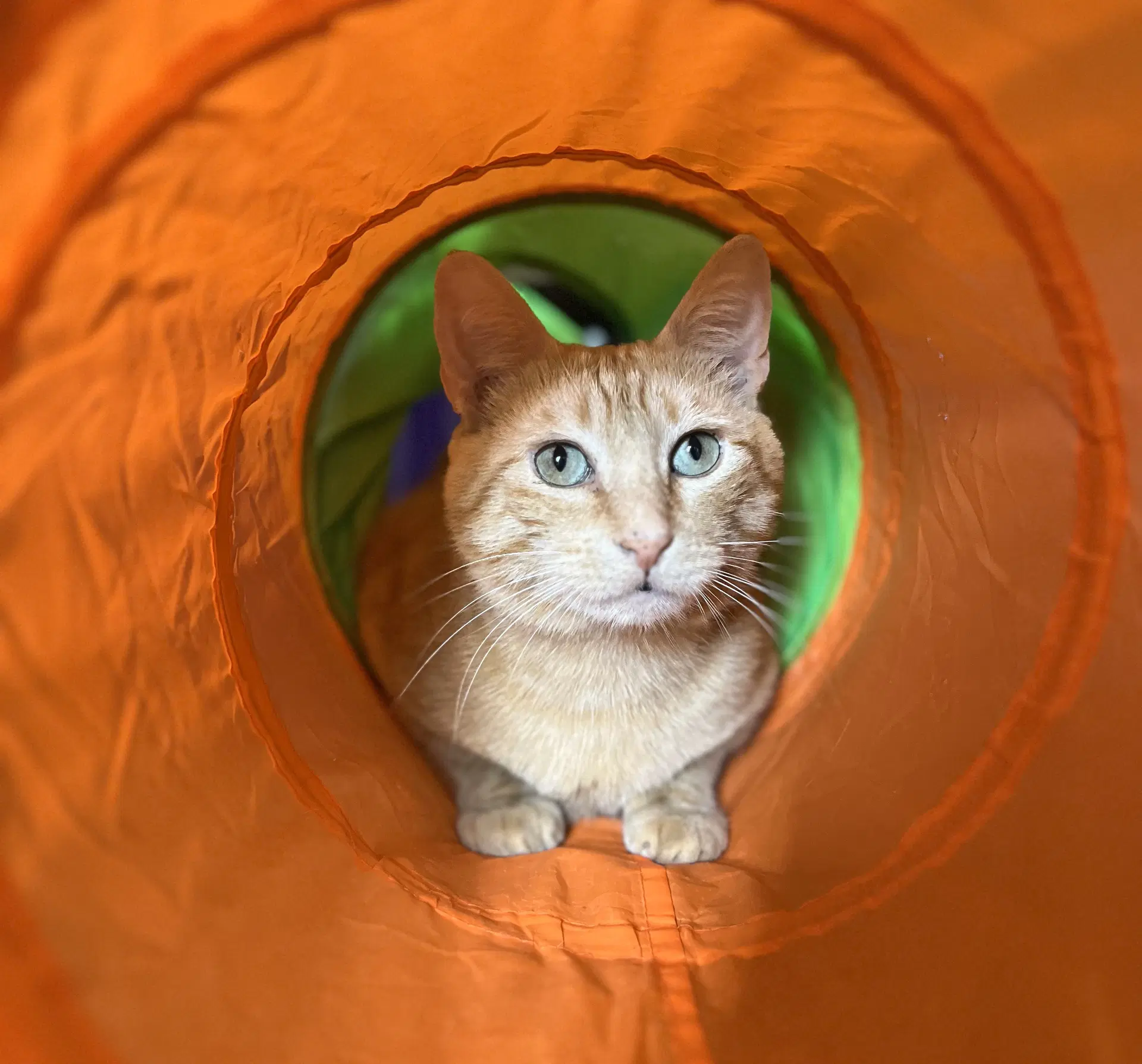 Clem - Tabby