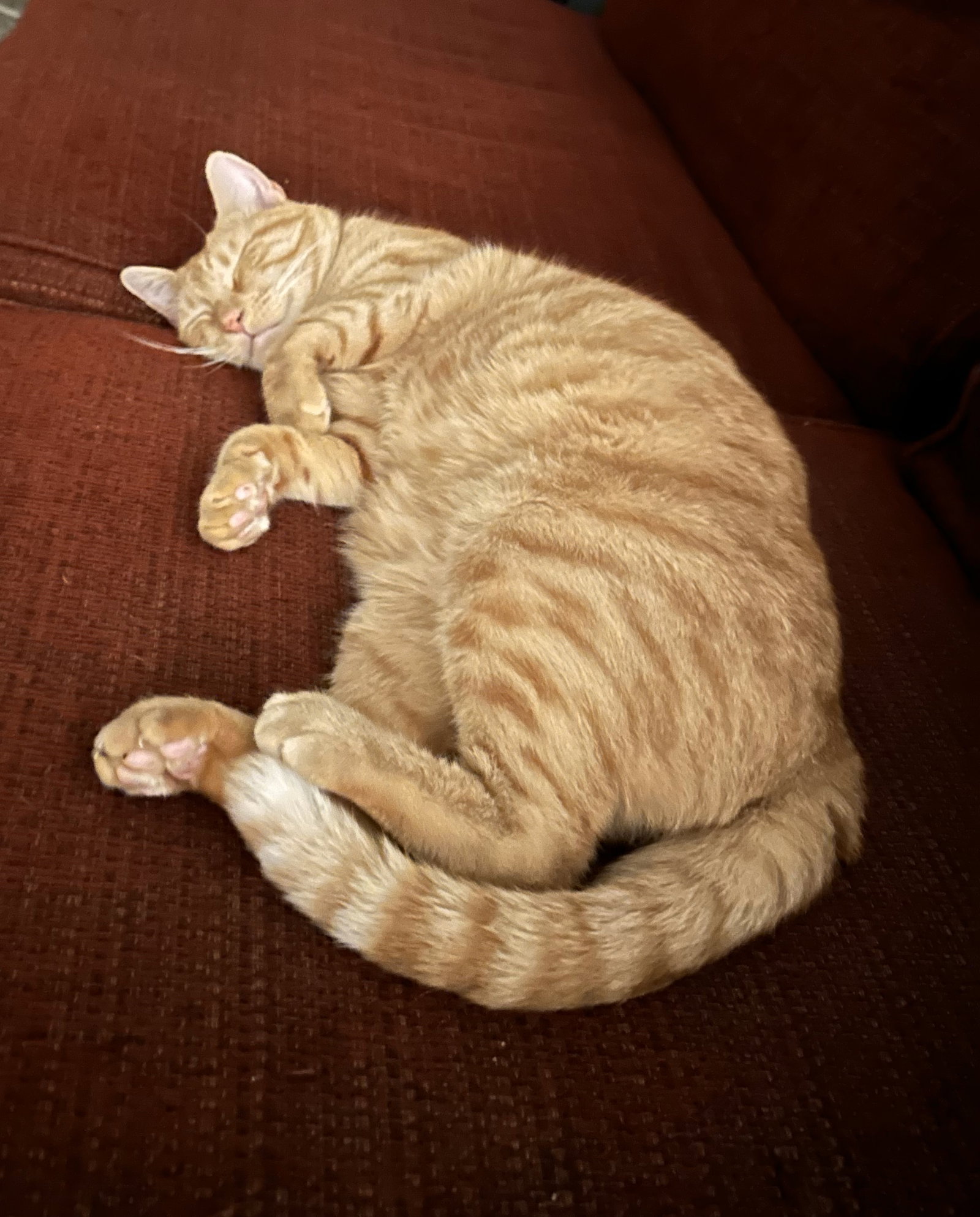 clem | 13th Street Cat Rescue | San Jose, CA