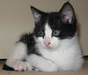 Ozzie