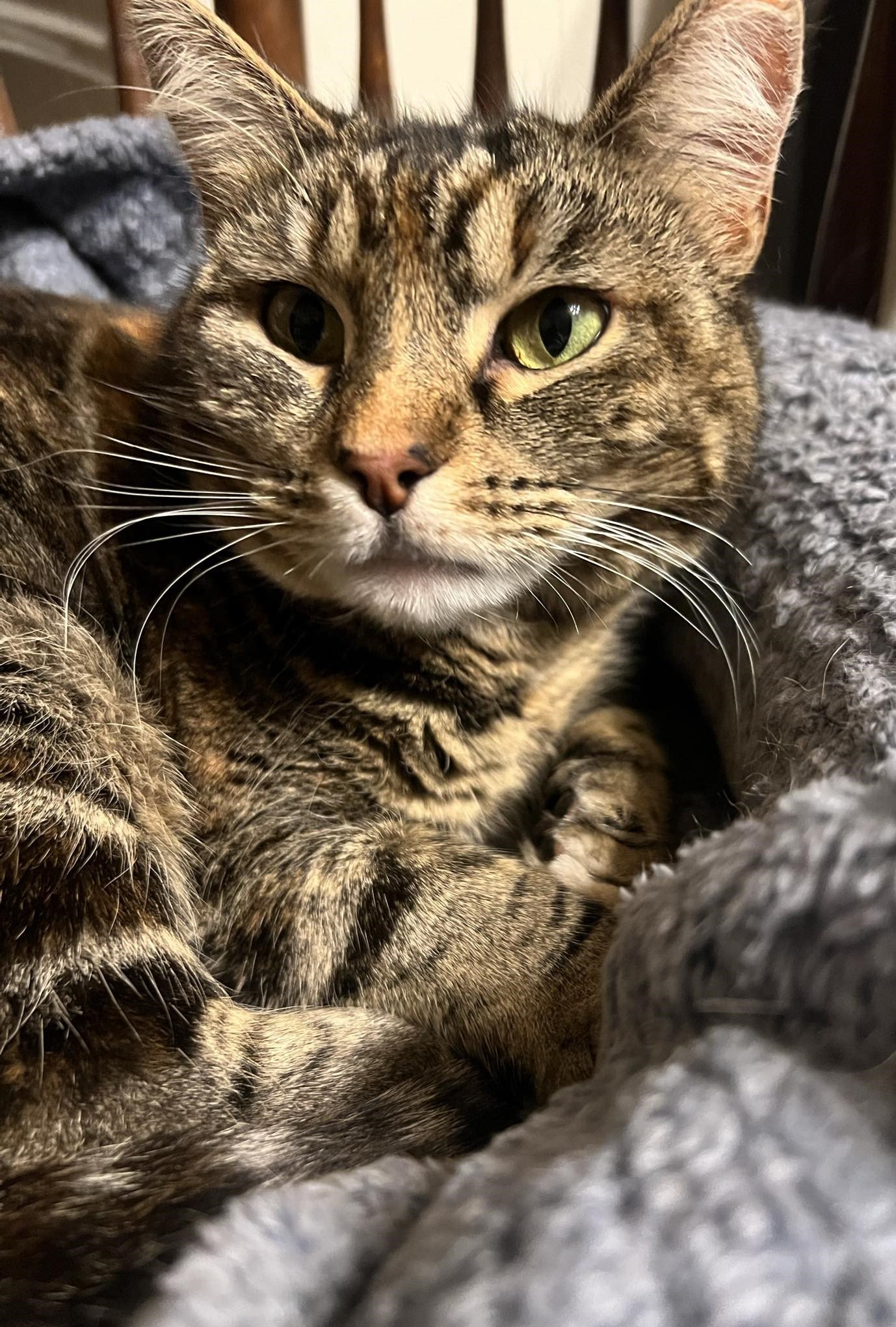 adoptable Cat in San Jose, CA named atari