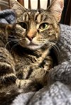 adoptable Cat in san jose, ca, CA named atari