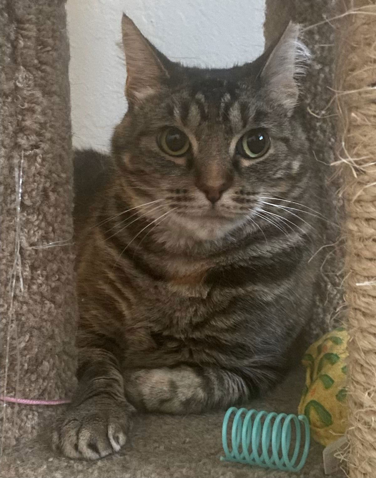 adoptable Cat in San Jose, CA named atari