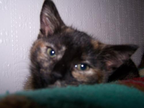 Cinnamon