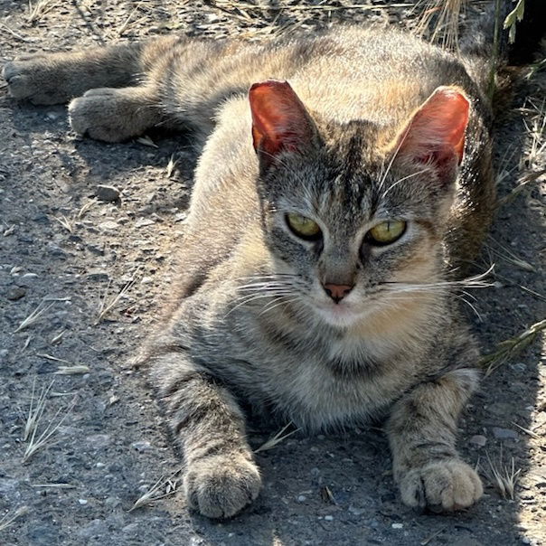 adoptable Cat in San Jose, CA named Chuka