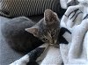 adoptable Cat in  named socks