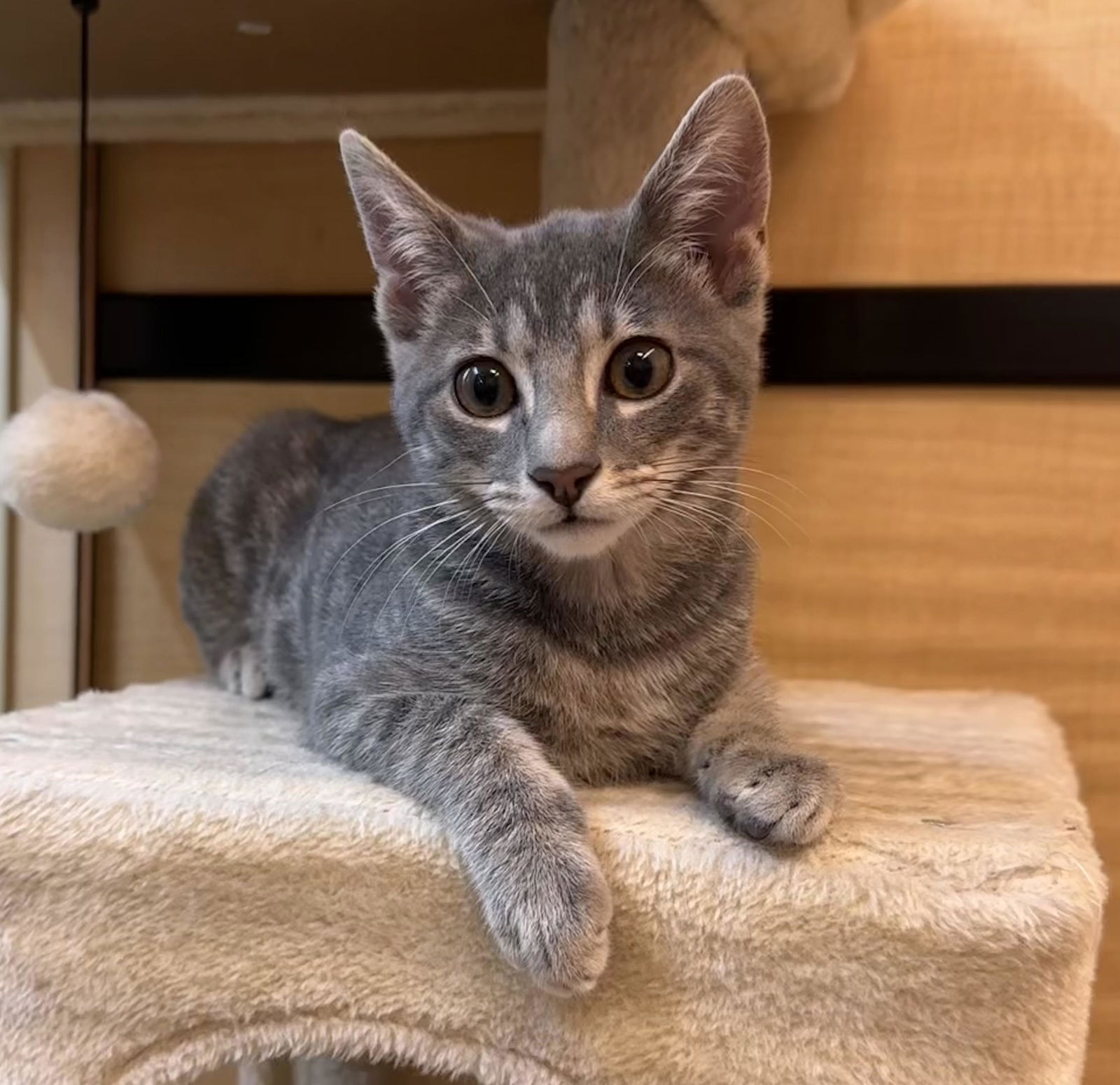 adoptable Cat in San Jose, CA named socks