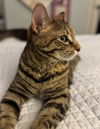 biscuit