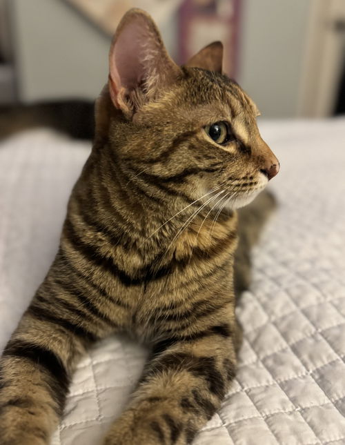 biscuit