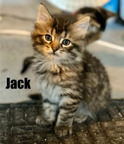 jack