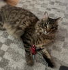 charlie