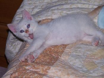 Snowball