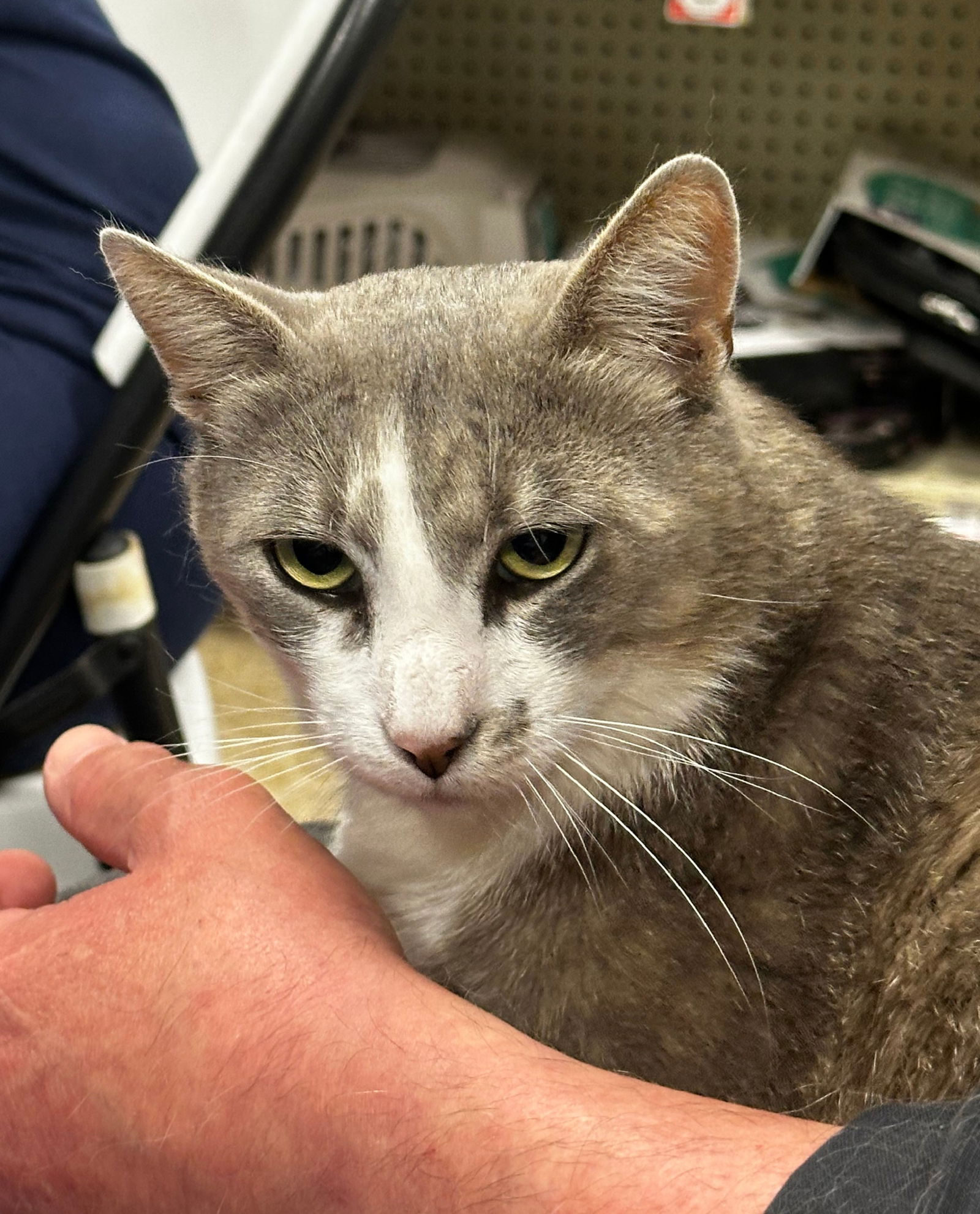 adoptable Cat in San Jose, CA named freckles